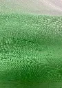 玉繭緑暈し3.webp